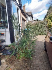 Name this broom (pruning help needed!)