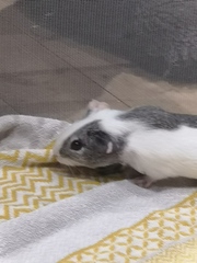 New Piggies - obligatory photo included