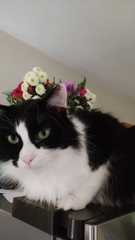 I need your photos again - this time cats with bouquets/vases of flowers please