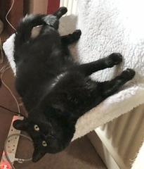 Can we have a 'that can't be comfortable' thread? I need cheering up!