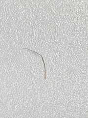 Eyebrow hair