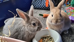Rabbit gender help!