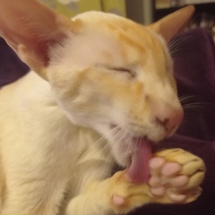 Show me your cats 🐈 😃