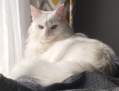 Why is everyone so obsessed with cats?