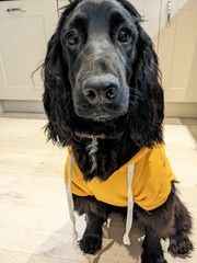 Puppy Survival Thread: surviving into 2022