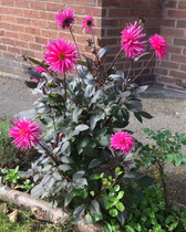 What's your favourite dahlia?