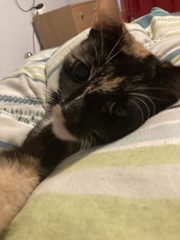 "When I get a cat it won't...."