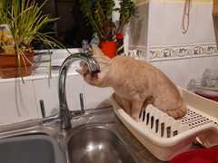 "When I get a cat it won't...."