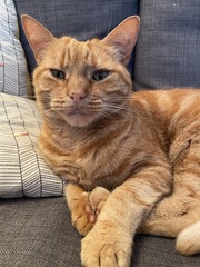 Cat hit by car.  It’s not looking good - how do we tell 3 year old?