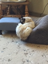 Can we have a 'that can't be comfortable' thread? I need cheering up!