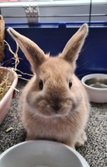 Rabbit gender help!