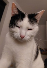 Show me your cats 🐈 😃