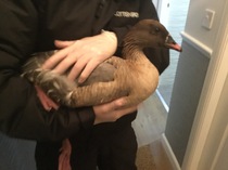 There's a goose in my bathroom.