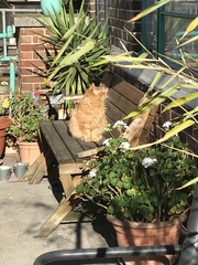 Ollie, Paws, friends and family