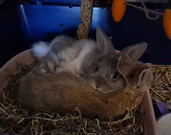 Rabbit gender help!