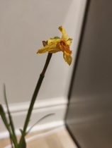 How to save these daffodils which are growing indoors?