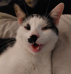 Show me your cats 🐈 😃