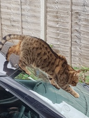 Thug cat part 4.  After all, it's not my Axminster.