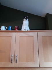 "When I get a cat it won't...."