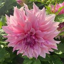 What's your favourite dahlia?