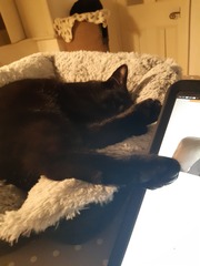 Show me your black cats!