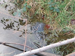 Nature Notes: the 2022 edition