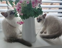 I need your photos again - this time cats with bouquets/vases of flowers please