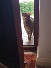 Thug cat part 4.  After all, it's not my Axminster.