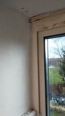 Fledglings bolt into Spring! Fresh air, fresh flowers, fresh sheets – No fledgling left behind…