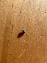 Anyone know what this is? Pics included