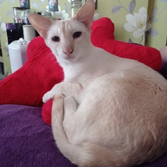 Show me your cats 🐈 😃