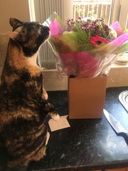 I need your photos again - this time cats with bouquets/vases of flowers please
