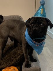 New foster