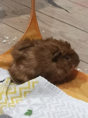 New Piggies - obligatory photo included