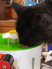 Ollie, Paws, friends and family