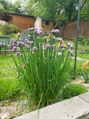 I’d like to grow stuff this year