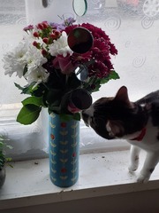 I need your photos again - this time cats with bouquets/vases of flowers please