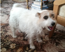 Do any of you have a pet that you actually just can't fucking stand?
