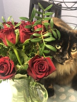 I need your photos again - this time cats with bouquets/vases of flowers please
