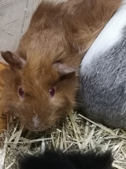 New Piggies - obligatory photo included