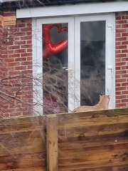 Neighbours' Dog