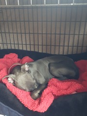 Cannot keep puppy entertained... at my wits end !