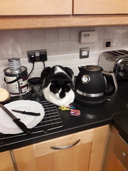 "When I get a cat it won't...."