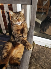 Thug cat part 4.  After all, it's not my Axminster.