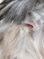 Help, I've cut my cat whilst de-matting her! (Warning, includes pic of small wound)