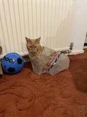 Cat hit by car.  It’s not looking good - how do we tell 3 year old?