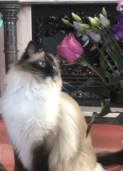 I need your photos again - this time cats with bouquets/vases of flowers please