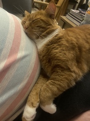 Show me your cats 🐈 😃