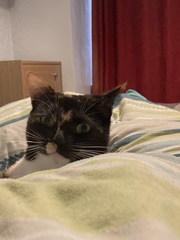 "When I get a cat it won't...."