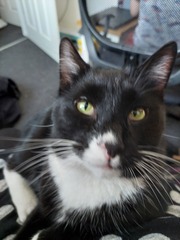 Show me your cats 🐈 😃